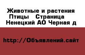 Животные и растения Птицы - Страница 2 . Ненецкий АО,Черная д.